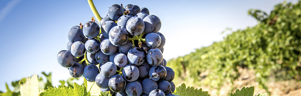uva en parra viñedo